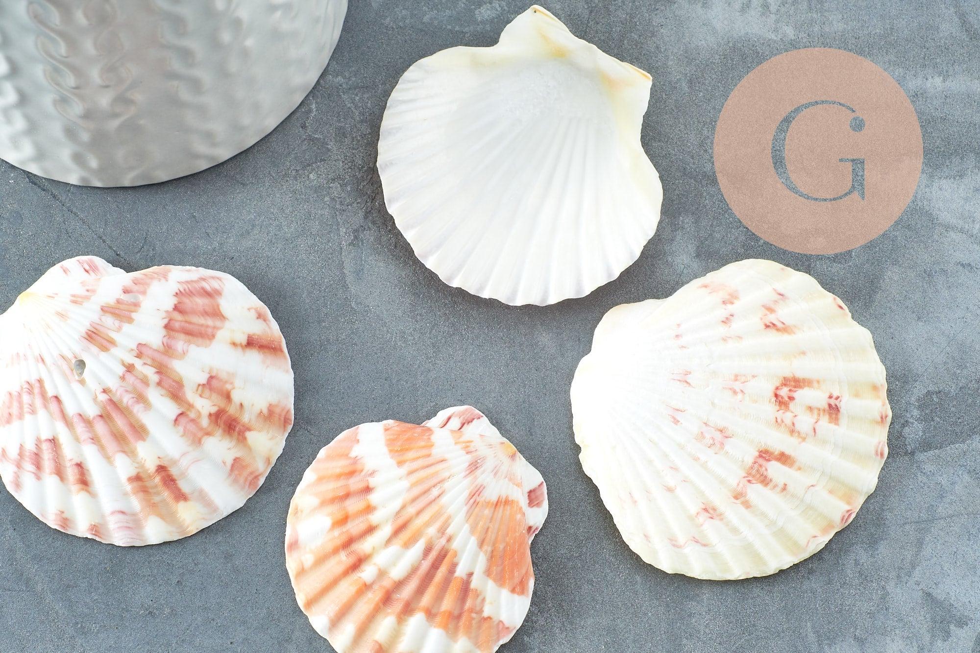 Coquillage naturel coque saint jacques, pendentif coquillage,coquillage bijou,coquillage naturel, x2 G1753