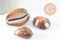Pendentif coquillage naturel marron, coquillage porcelaine, pendentif coquillage, création coquillage bijou, x1 G0707