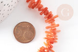 Perles en corail orange, corail naturel, perle coquillage orange, fil de 38cm, x1 (G6747)