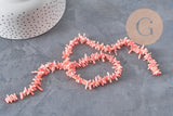 Cuentas de coral rosa EP, cuentas de coral, fabricación de joyas, coral natural, cuentas de concha, concha rosa, hilo de 38 cm, G3089