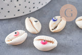 Coquillage cauris ouvert oeil chance 18-22mm,x10 (G2058)