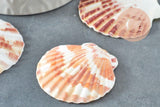 Coquillage naturel coque saint jacques, pendentif coquillage,coquillage bijou,coquillage naturel, x2 G1753