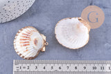 Pendentif coquillage naturel coque doré 40-51mm, x1 (G7163)