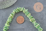 Fil de perles chips coquillage naturel vert clair, 10-20mm, avec une pièce de 5 centimes pour l'échelle.