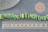 Fil de perles chips coquillage naturel coloré vert clair, 10-20mm, sur fond gris avec règle.
