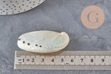 Coquillage Haliotis asinina blanc nacré de 5 à 7 cm posé sur une règle pour montrer sa taille.