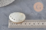 Coquillage naturel Haliotis asinina blanc nacré de 5 à 7 cm posé sur une règle pour mesurer sa taille.