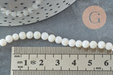 Perle ronde nacre coquillage blanc, le fil de 37cm, x1 (G5601)